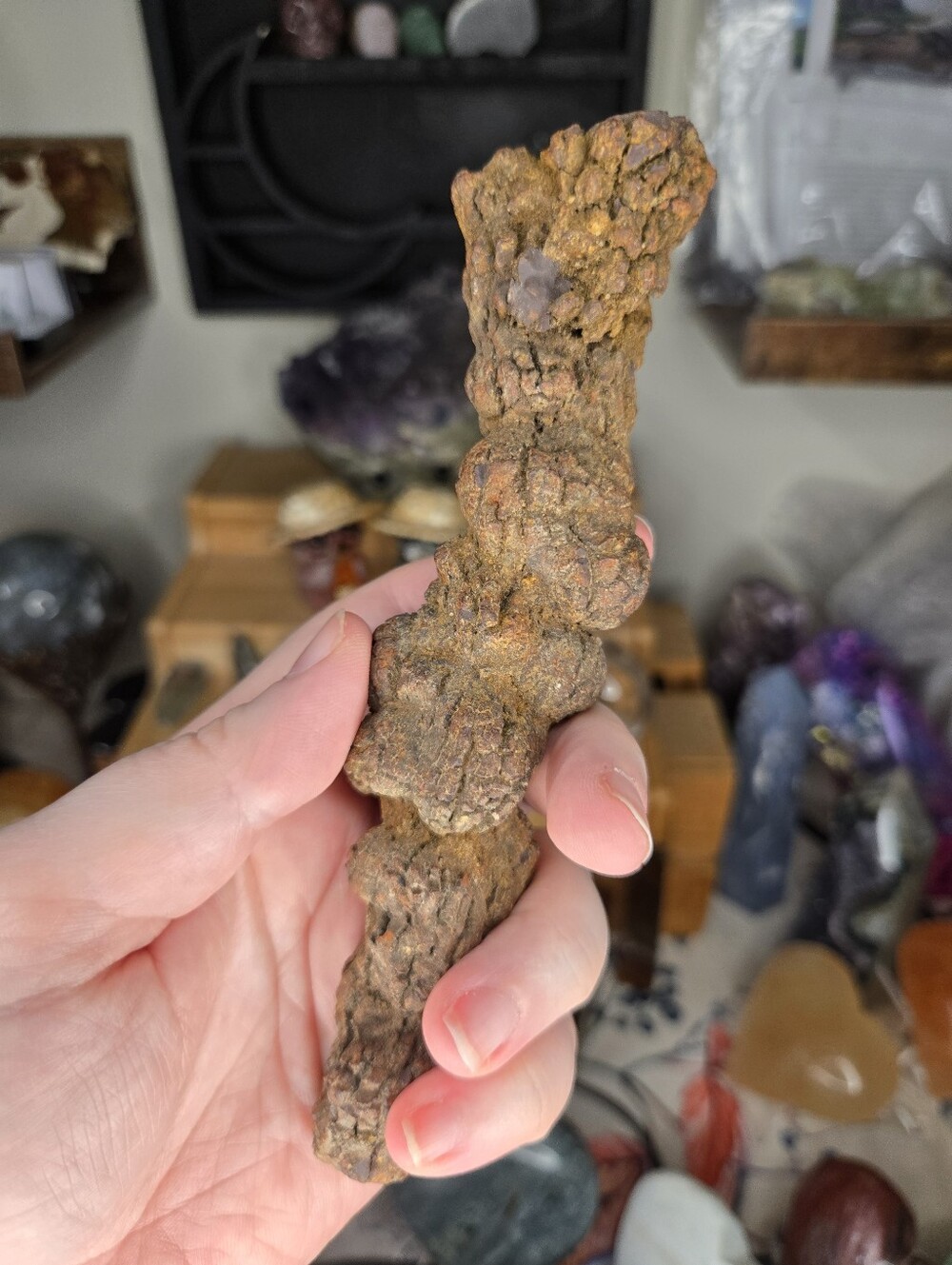 Coprolite (Fossilized Dinosaur Poop 💩) Specimen